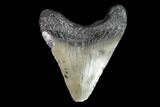 Juvenile Megalodon Tooth - Georgia #99162-1